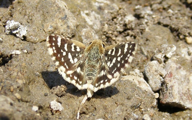 Indian Grizzled Skipper